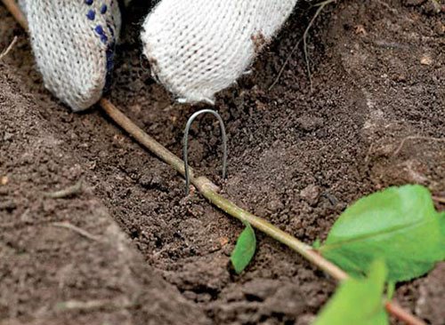 Размножение кизильника: отводками, черенками, прививкой, семенами и делением куста | Огородники